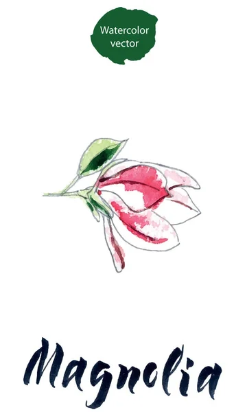 Λουλούδι της μανόλια, υδατογραφήσεις χειρός, απεικόνιση διανύσματος — Διανυσματικό Αρχείο