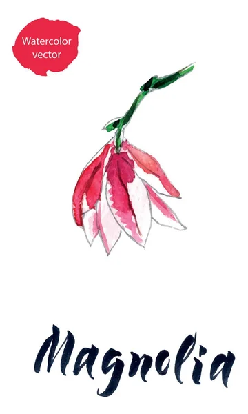 Kwiat magnolii, akwarela rysowane ręcznie, ilustracja wektorowa — Wektor stockowy