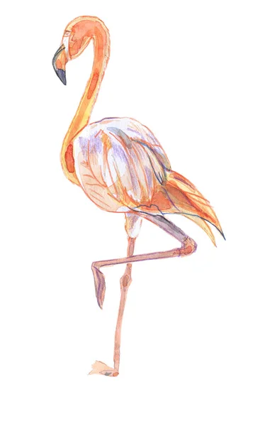 Illustration des vogelrosa Flamingos — Stockfoto
