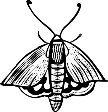 Güve, kelebek ve oymanın vektör çizimi