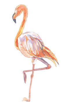 Pembe flamingonun suluboya çizimi, vektör illüstrasyonu