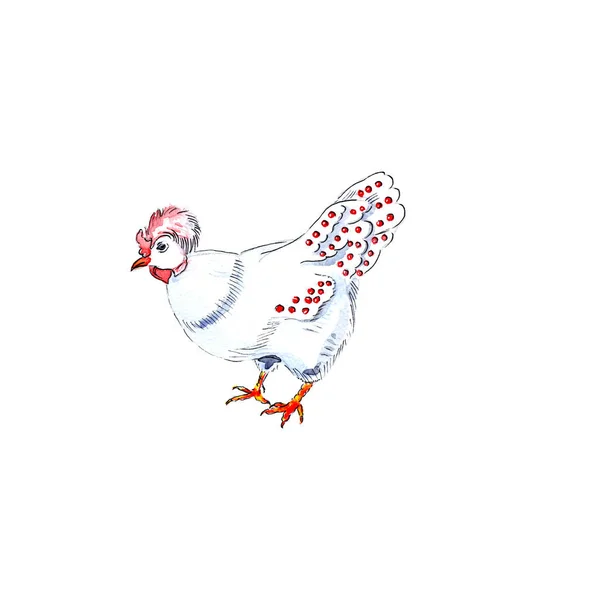 Illustration Aquarelle Poule Française Pour Jours Charmes Noël — Photo