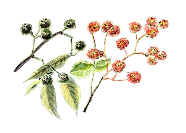 Illust Akwarela Papryka Sichuan Szkic Botaniczny — Zdjęcie stockowe
