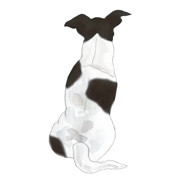 Illustrazione Acquerello Jack Russel Razza Cane — Foto Stock