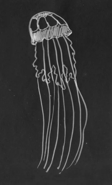 Çizimi Siyah Arkaplanda Fırça Kalemi Denizanası — Stok fotoğraf