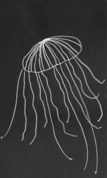 Ilustração Desenhada Mão Por Caneta Pincel Sobre Fundo Preto Jellifish — Fotografia de Stock