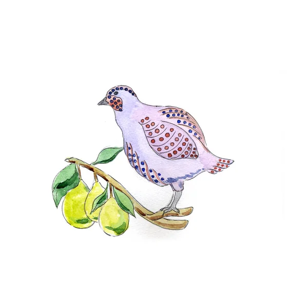 Ilustracja Akwarela Partridge Gruszce Dni Świątecznych Uroków — Zdjęcie stockowe