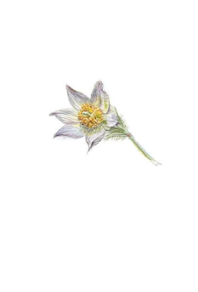 春天开花的帕斯卡尔花 手绘花卉 花卉水彩画 图上是一朵花 花叫Anemone Pulsatilla 又名Pasque Flower — 图库照片