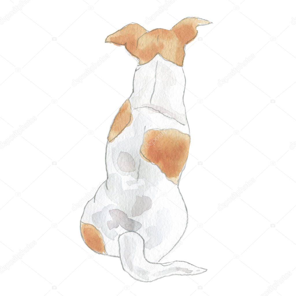 Watercolor illustration, Jack russel, breed of dog