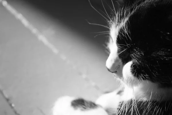 Black and white cat. Against the background of the old plank floor. Portrait close up in black and white photo. Emotional portrait of cat