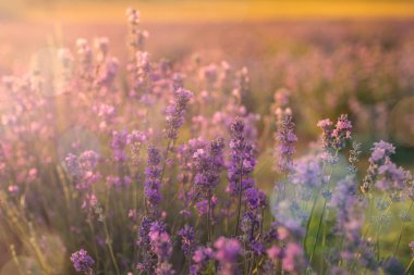 Lavanta çiçekleri gündoğumu ışık altında yumuşak ve bulanık odak. Doğal alan closeup arka planda Provence, Fransa.
