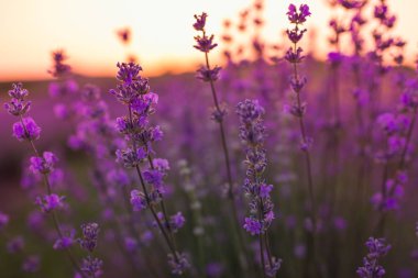 Lavanta çiçekleri gündoğumu ışık altında yumuşak ve bulanık odak. Doğal alan closeup arka planda Provence, Fransa.