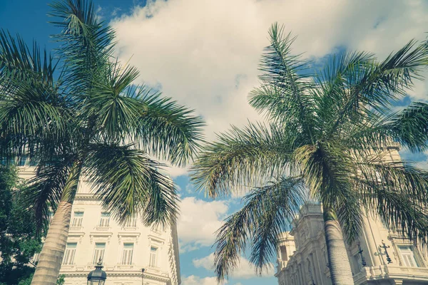 蓝天背景的棕榈椰树，复制空间，老式风格，热带海岸. — 图库照片