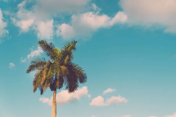 蓝天背景的棕榈椰树，复制空间，老式风格，热带海岸. — 图库照片