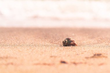 Sahilde dalgalı deniz kabuğu. Tropik yaz arkaplanı.