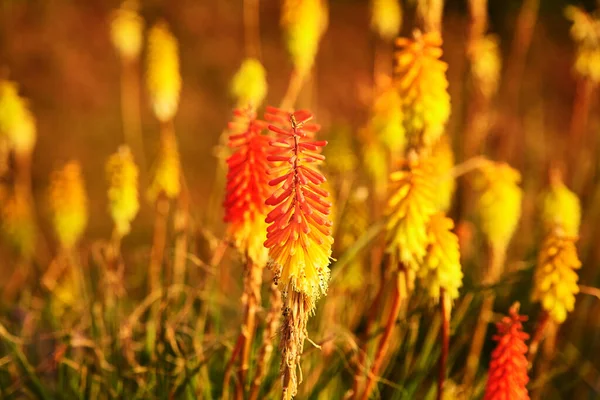 Red Kniphofia Blooms Sunset France Brittany Variable Focus — Stock Photo, Image