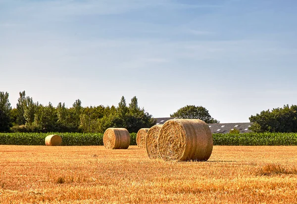 Halmbalar Ett Skördat Fält Solig Dag Frankrike Bretagne — Stockfoto