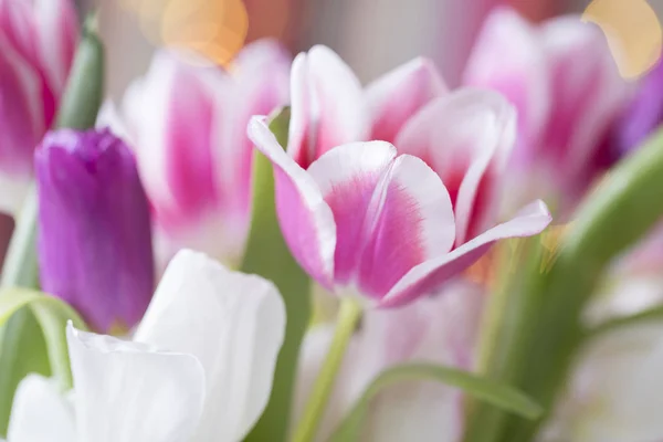 Flor de primavera rosa — Fotografia de Stock