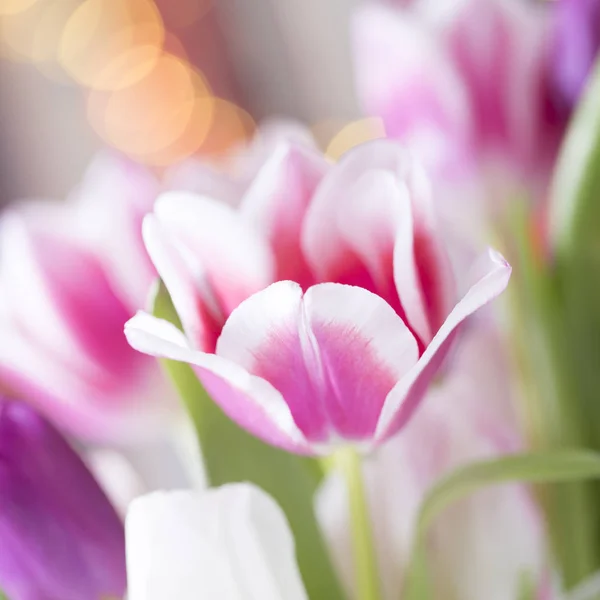 Flor de primavera rosa — Fotografia de Stock