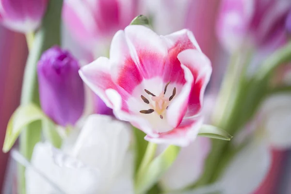 Rosa vårblomma — Stockfoto