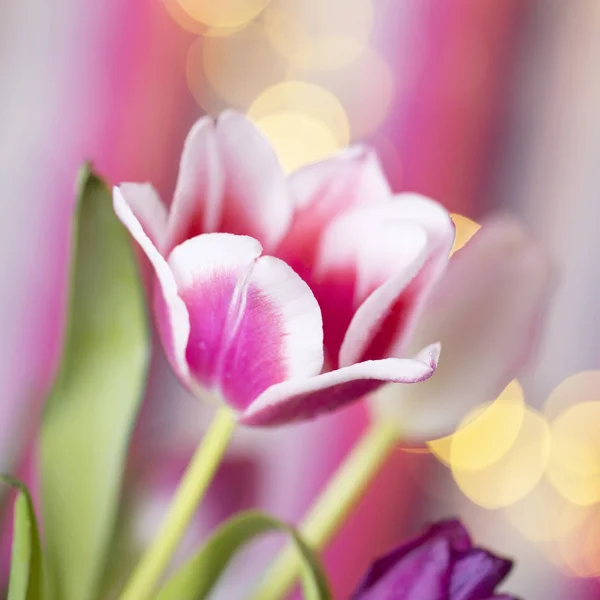 Tulipán rosa aislado, imagen de cultivo cuadrado —  Fotos de Stock