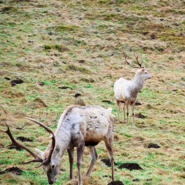 Білий Бухара оленів — стокове фото