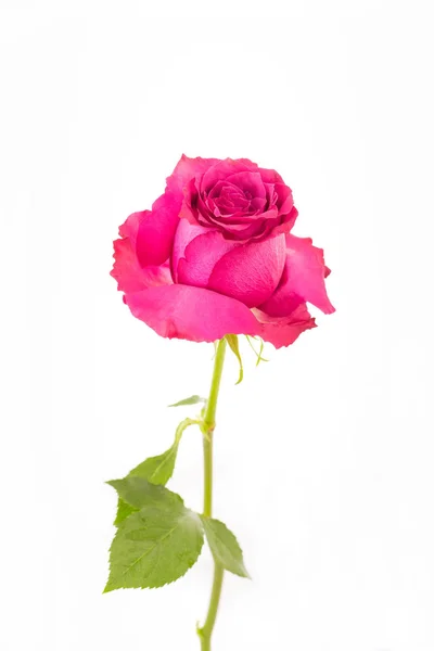 Schöne rosa Rose — Stockfoto