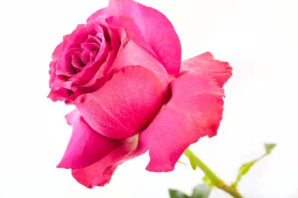 Schöne rosa Blume — Stockfoto