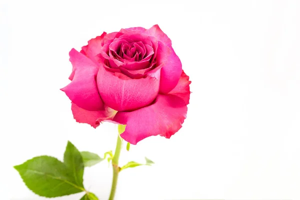 Smukke lyserøde blomster - Stock-foto