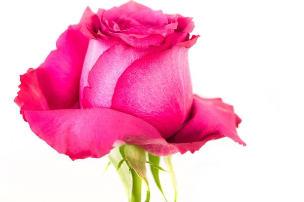 Hermosas flores rosadas — Foto de Stock