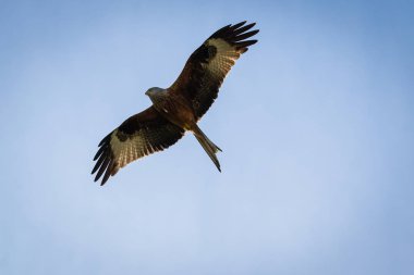 Uçuşta, mavi gökyüzü karşı izole kırmızı uçurtma