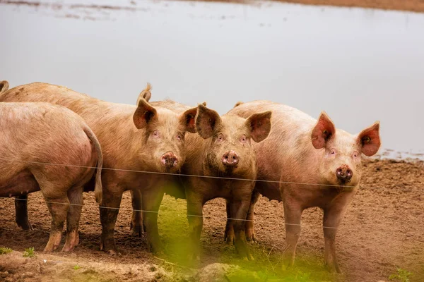 Pigs Standing Farmland — Stock Photo, Image