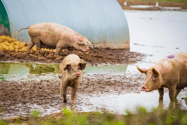 Suini Piedi Terreni Agricoli — Foto Stock