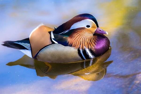 Mandarin Duck Aix Galericulata Swimming Water — стоковое фото