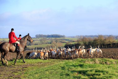 Tilki avı atlar ve tazılarla
