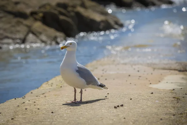 Gaviota Pie Junto Mar —  Fotos de Stock