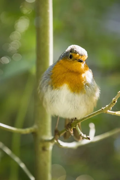 Robin Redbreast Empoleirado Ramo — Fotografia de Stock