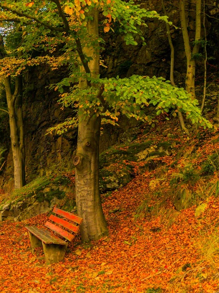 Bench in Forest in Autumn - Bavaria