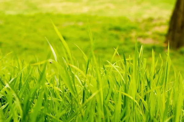 Erba verde primavera estate Fotografia Stock