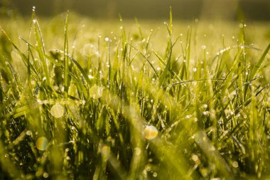 Düz duvar ve wodden döşeme boş odada üç kahverengi ambalaj kutuları