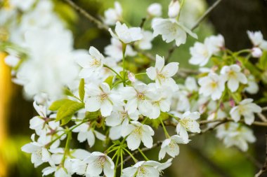 Düz duvar ve wodden döşeme boş odada üç kahverengi ambalaj kutuları