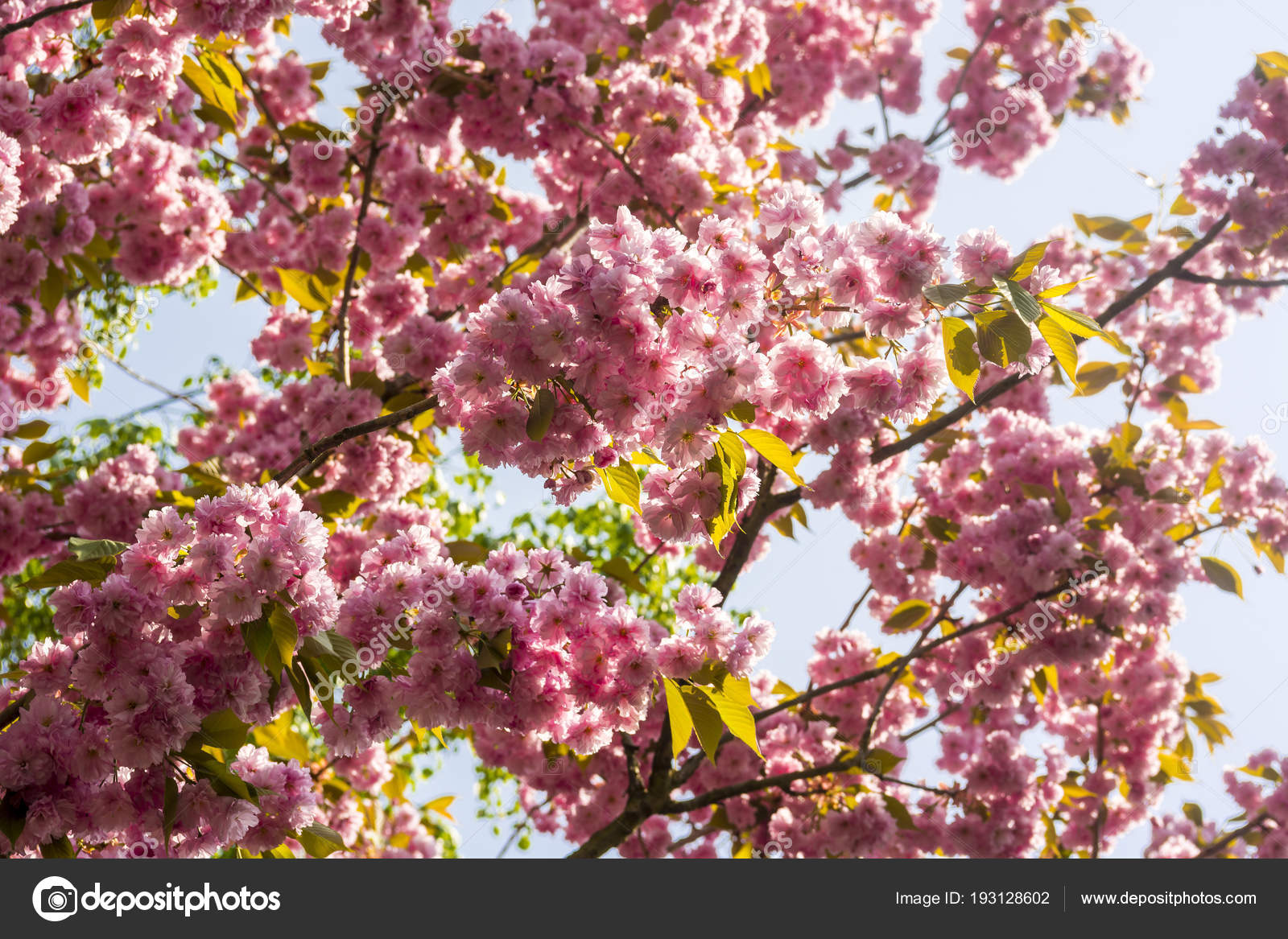 Couple Pink Cherry Blossoms Front Light Blue Sky Stock Photo Image By C Schillermedien Couple Pink Cherry Blossoms Front Light Blue Sky Stock Photo Image By C Schillermedien