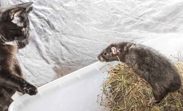 Een agressieve grijze rat valt een nieuwsgierige zwarte kat aan — Stockfoto