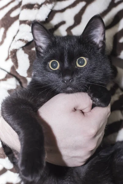 Engraçado surpreendido e triste gato preto nas mãos de um homem — Fotografia de Stock