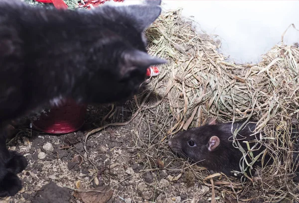 De zwarte kat klom in de kooi naar de grijze rat — Stockfoto