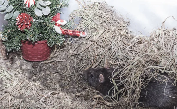 Kerstboom geïnstalleerd in de kooi van een grijze rat — Stockfoto