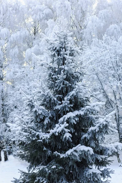 Épinette verte recouverte de neige dans la forêt — Photo