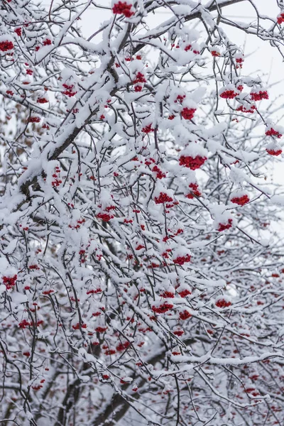 Baum mit roten Beeren Eberesche im Schnee — Stockfoto
