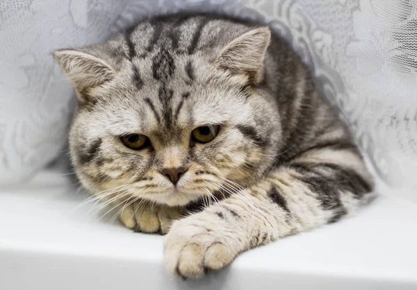 Belo gato tabby cansado deitado no peitoril da janela branca — Fotografia de Stock