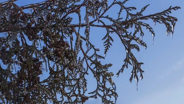 Les branches des arbres TUI étaient couvertes de glace après la pluie glacée — Photo